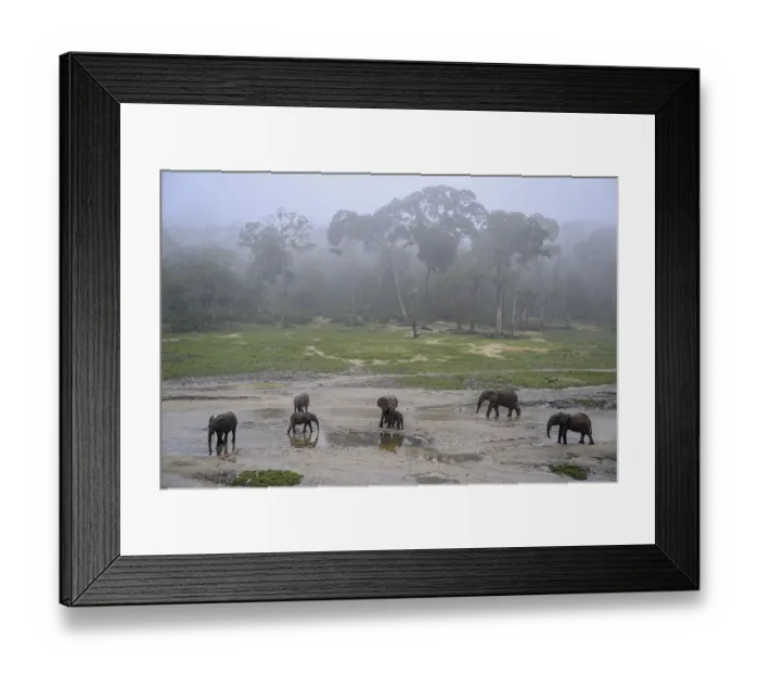 Framed Print : African forest elephants (Loxodonta cyclotis) in the Dzanga Bai forest clearing Framed Print : African forest elephants (Loxodonta cyclotis) in the Dzanga Bai forest clearing