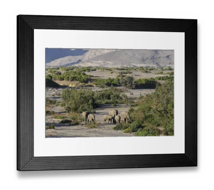 Framed Print : Desert elephants (Loxodonta africana) in the Hoanib dry river