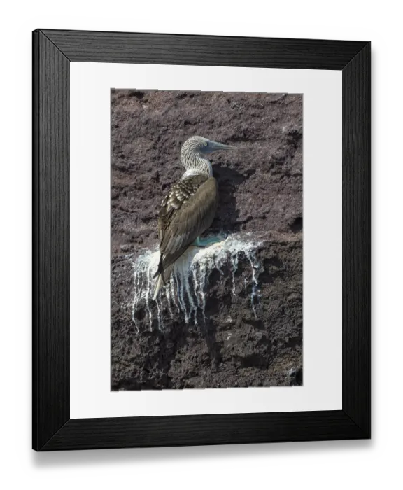 Framed Print : Galapagos Blue-footed Booby (Sula nebouxii excisa)