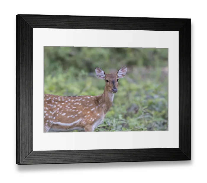 Framed Print : Spotted deer or Chital (Axis axis) Framed Print : Spotted deer or Chital (Axis axis)