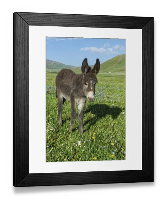 Framed Print : Donkey, Song Kol Lake, Naryn province Framed Print : Donkey, Song Kol Lake, Naryn province