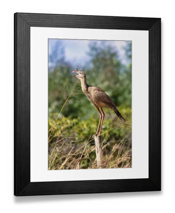 Framed Print : Red-legged Seriema (Cariama cristata) or Crested Seriema standing on a pole