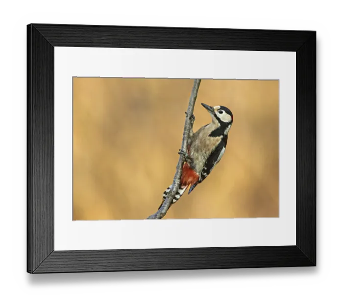 Framed Print : A woodpecker clings to a branch with a soft