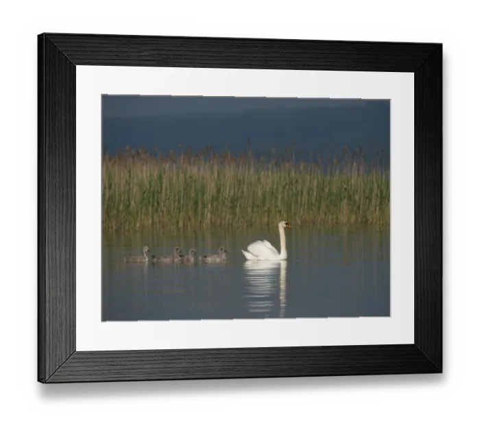Framed Print : Mute Swan (Cygnus olor) with chicks