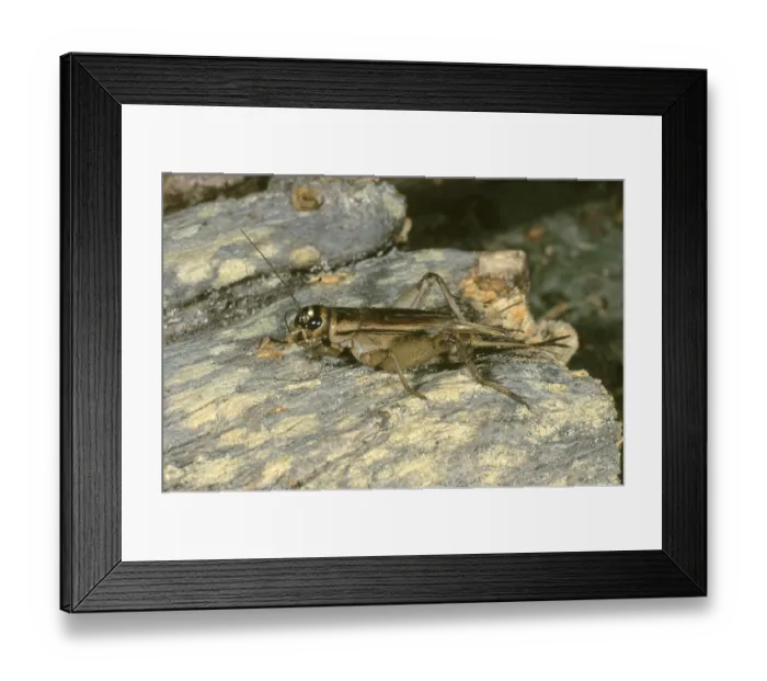 Framed Print : House Cricket (Acheta domesticus)