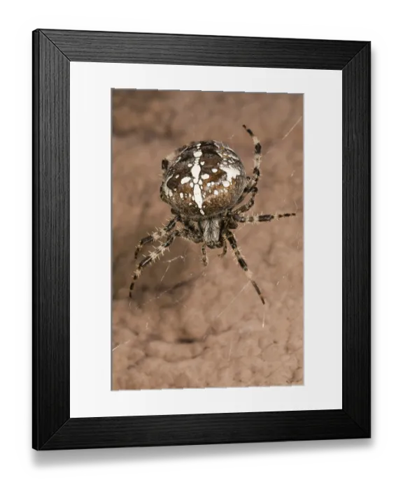 Framed Print : European garden spider or cross spider (Araneus diadematus) Framed Print : European garden spider or cross spider (Araneus diadematus)