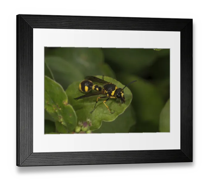 Framed Print : Pill wasp (Eumenes pomiformis) on a leaf