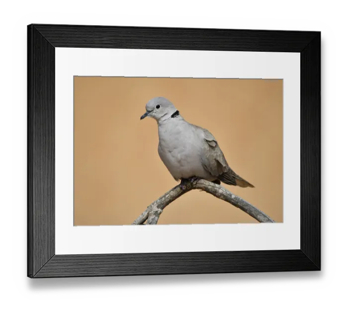 Framed Print : Eurasian Collared Dove (Streptopelia) in the sand desert of Dubai