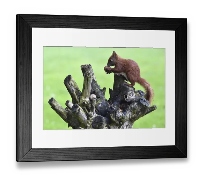 Framed Print : Squirrel, (Sciurus) eating nuts in the garden Framed Print : Squirrel, (Sciurus) eating nuts in the garden