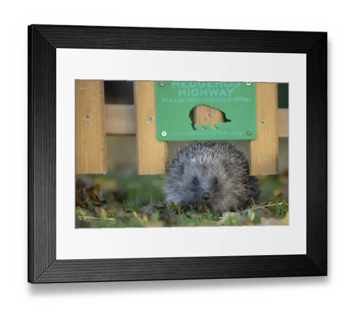 Framed Print : European hedgehog (Erinaceus europaeus) adult animal walking through a hole in a garden fence with a hedgehog sign