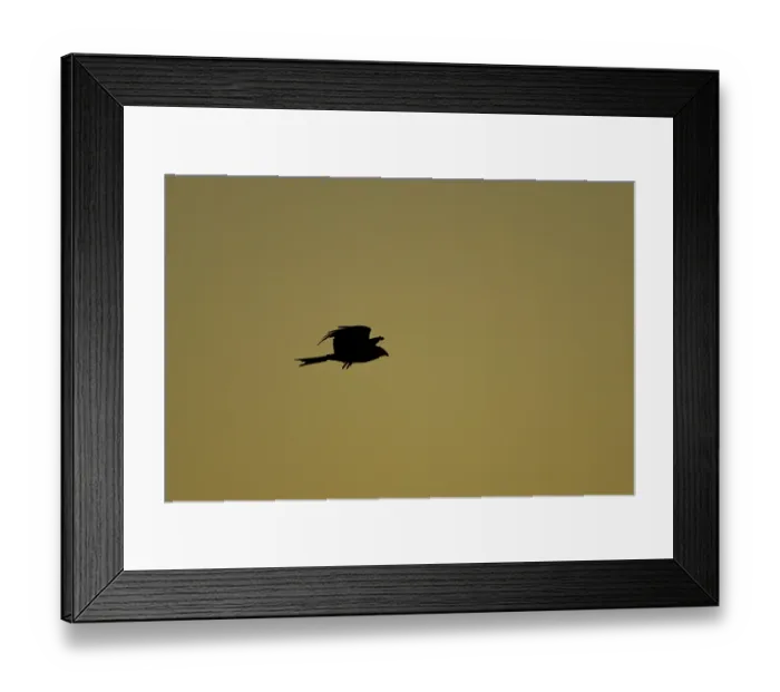 Framed Print : Red kite (Milvus milvus) adult bird silhouetted in flight at sunset
