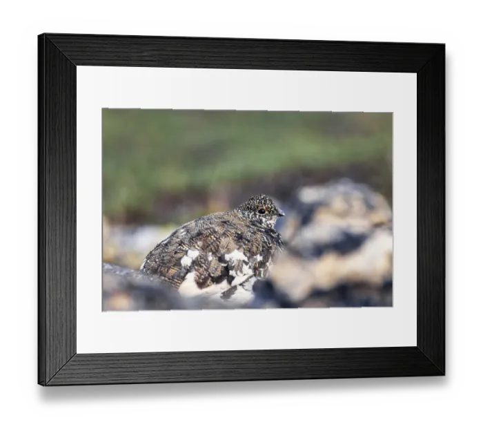 Framed Print : White tailed ptarmigan in a rocky terrain at canadian rockies