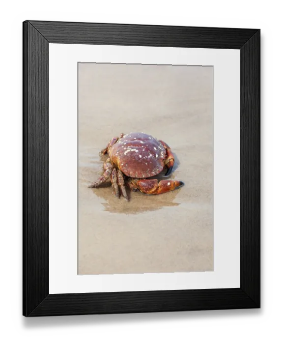 Framed Print : Crab crawling on a sandy beach by the sea