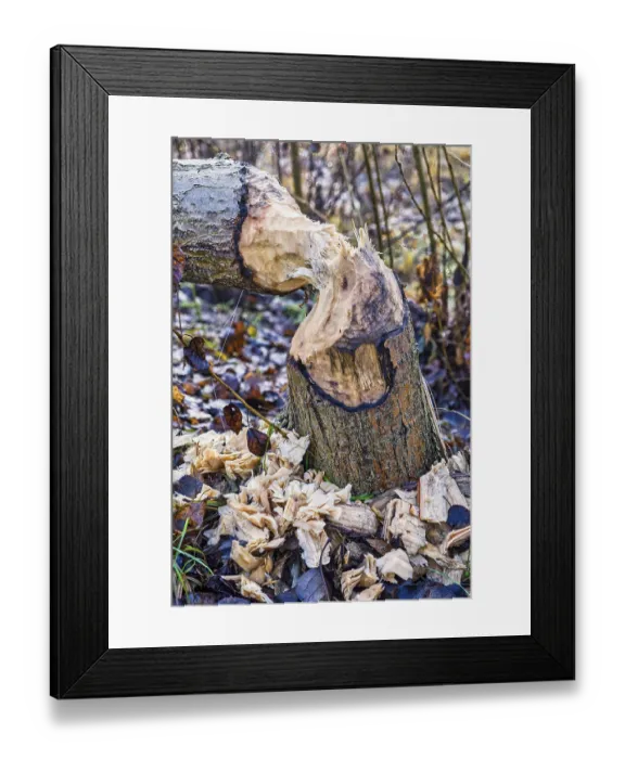 Framed Print : Beaver tree felling on the Teltow Canal