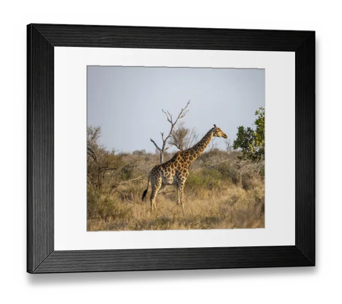 Framed Print : Southern giraffe (Giraffa giraffa giraffa) in the savannah