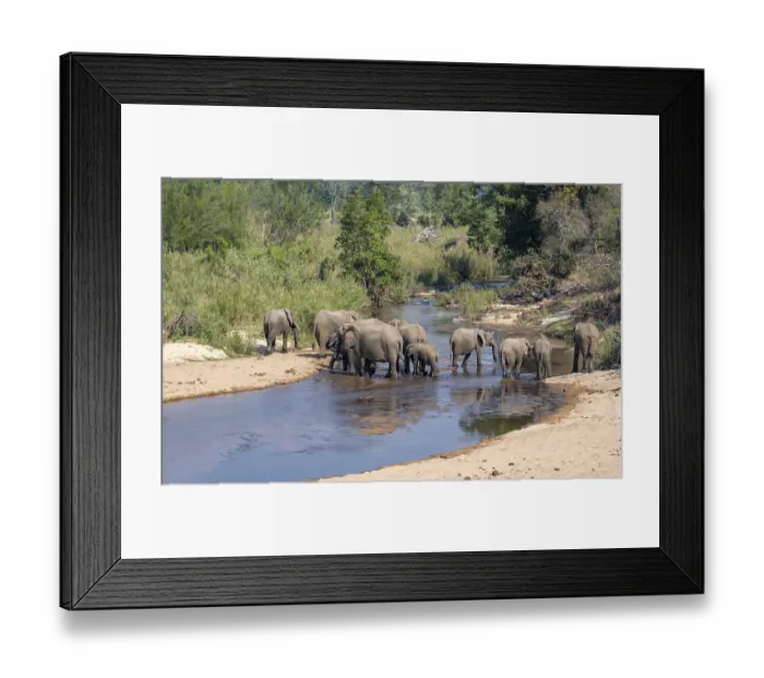 Framed Print : African elephant (Loxodonta africana)