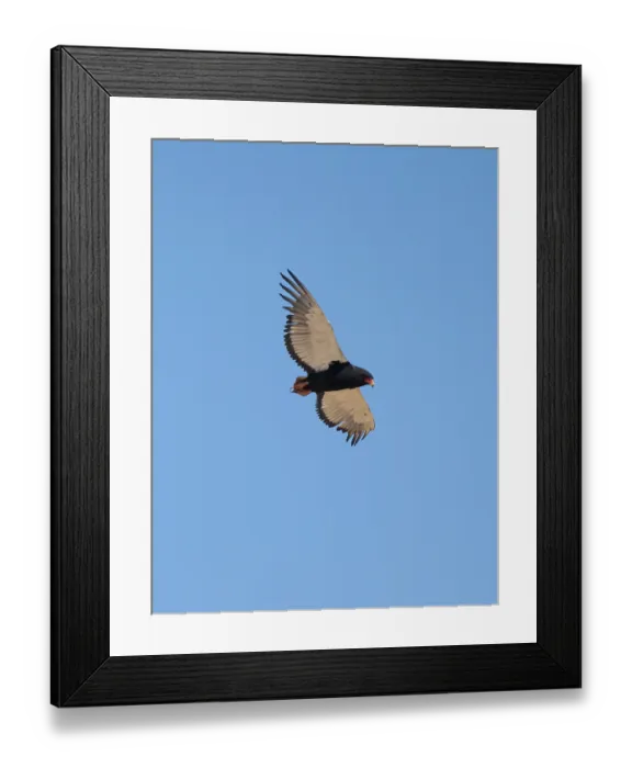 Framed Print : Bateleur (Terathopius ecaudatus)