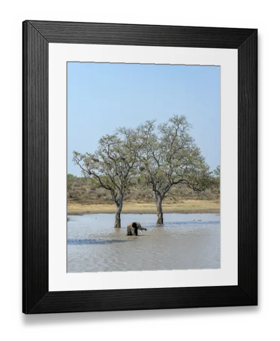 Framed Print : African elephant (Loxodonta africana) Framed Print : African elephant (Loxodonta africana)