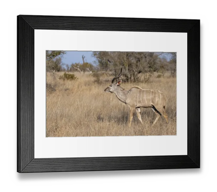 Framed Print : Greater Kudu (Tragelaphus strepsiceros) in dry grass