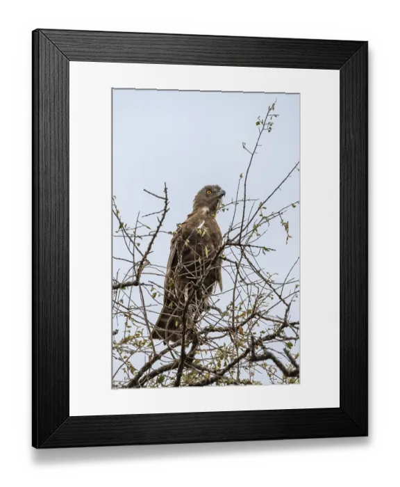 Framed Print : Brown snake eagle (Circaetus cinereus) Framed Print : Brown snake eagle (Circaetus cinereus)