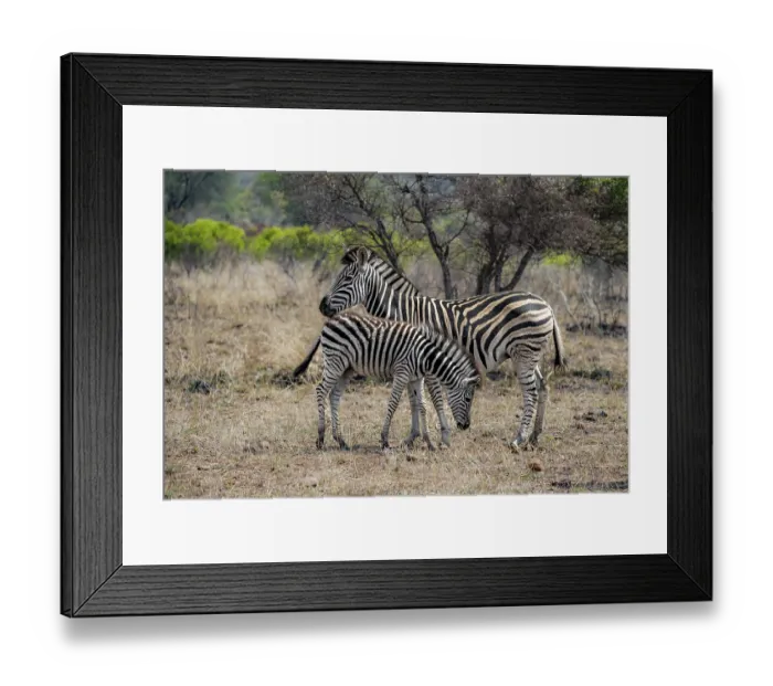 Framed Print : Plains zebras (Equus quagga), mother and young Framed Print : Plains zebras (Equus quagga), mother and young