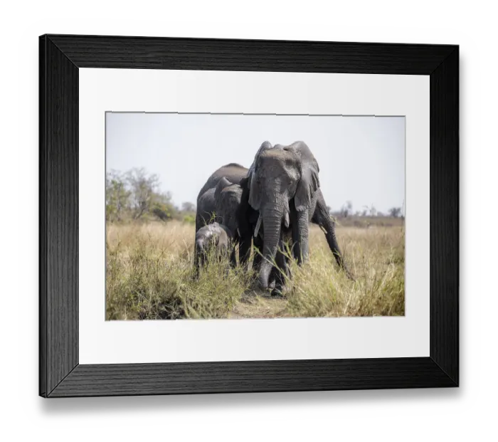 Framed Print : African elephant (Loxodonta africana)