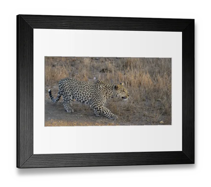Framed Print : Leopard (Panthera pardus), adult Framed Print : Leopard (Panthera pardus), adult