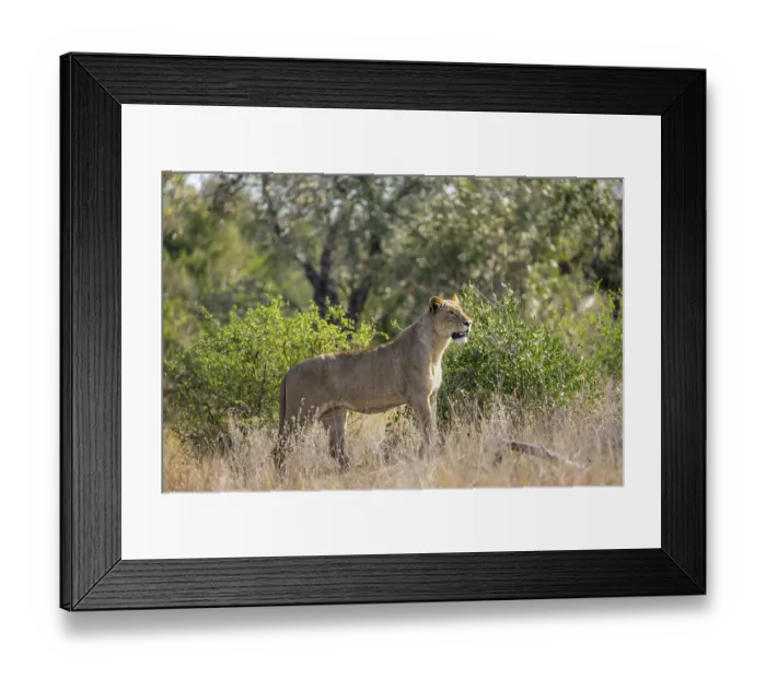 Framed Print : Lion (Panthera leo), adult female Framed Print : Lion (Panthera leo), adult female