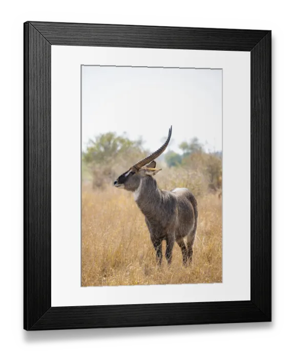 Framed Print : Ellipsen waterbuck (Kobus ellipsiprymnus)