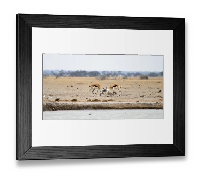 Framed Print : Springboks (Antidorcas marsupialis) two springboks fighting