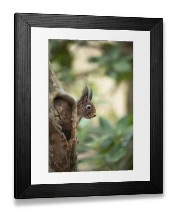 Framed Print : Eurasian red squirrel (Sciurus vulgaris)