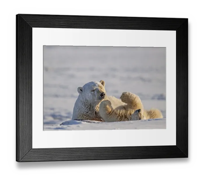 Framed Print : Polar bears (Ursus maritimus), mother polar bear playing with young in the snow Framed Print : Polar bears (Ursus maritimus), mother polar bear playing with young in the snow