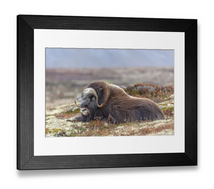 Framed Print : Musk ox (Ovibos moschatus), lying