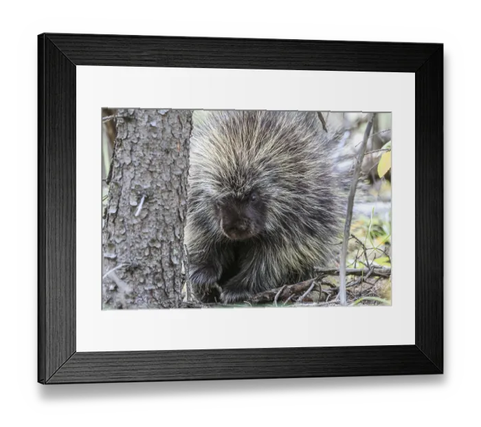 Framed Print : Tree porcupine (Erethizon dorsatum)