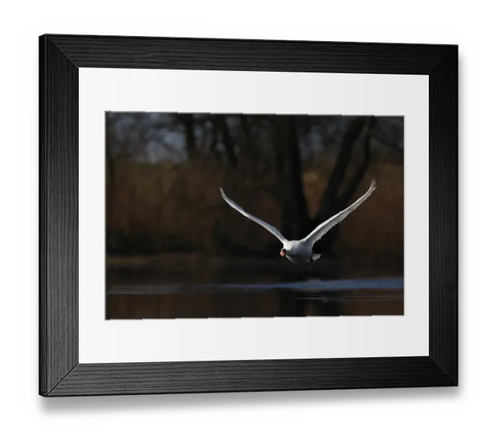 Framed Print : Mute Swan (Cygnus olor), flight study Framed Print : Mute Swan (Cygnus olor), flight study
