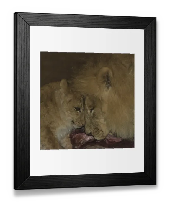 Framed Print : Lions (Panthera leo) feeding, Namibia, Africa