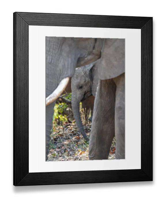 Framed Print : African elephant (Loxodonta africana)