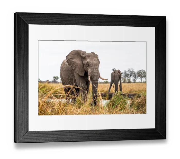 Framed Print : African elephant (Loxodonta africana)
