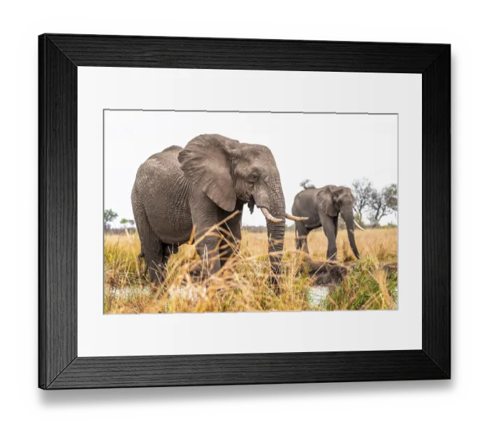 Framed Print : African elephant (Loxodonta africana)
