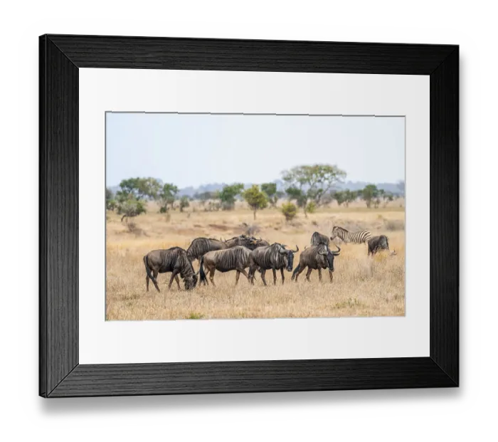 Framed Print : Blue wildebeest (Connochaetes taurinus) herd in dry grass