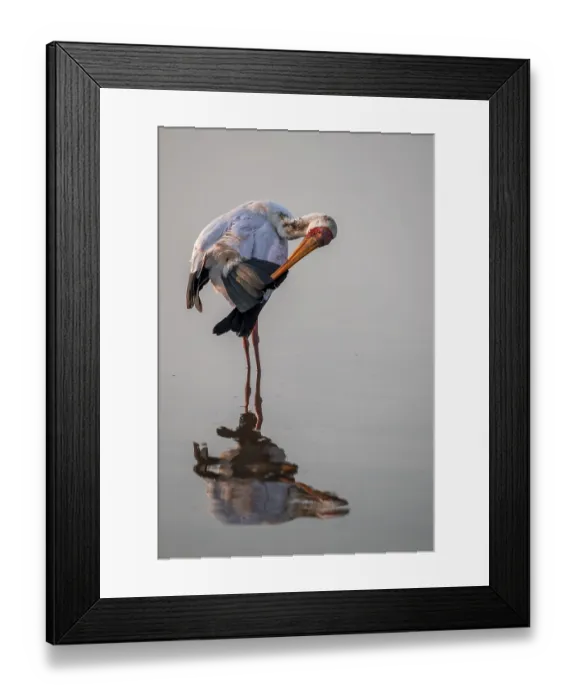 Framed Print : Glutton (Mycteria ibis) in the water Framed Print : Glutton (Mycteria ibis) in the water