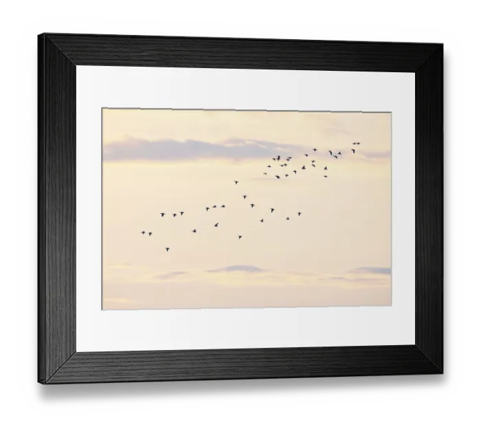 Framed Print : Barnacle goose (Branta leucopsis) or Barnacle Goose Framed Print : Barnacle goose (Branta leucopsis) or Barnacle Goose