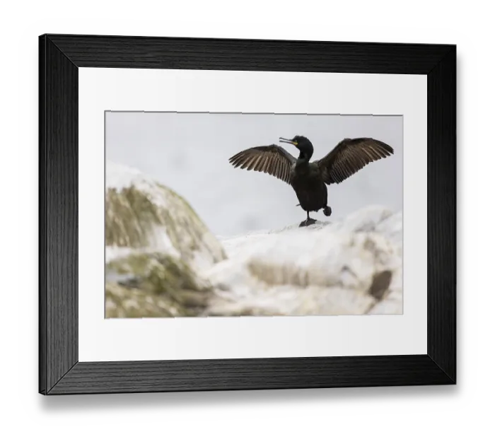 Framed Print : Common shag (Phalacrocorax aristotelis) drying its feathers