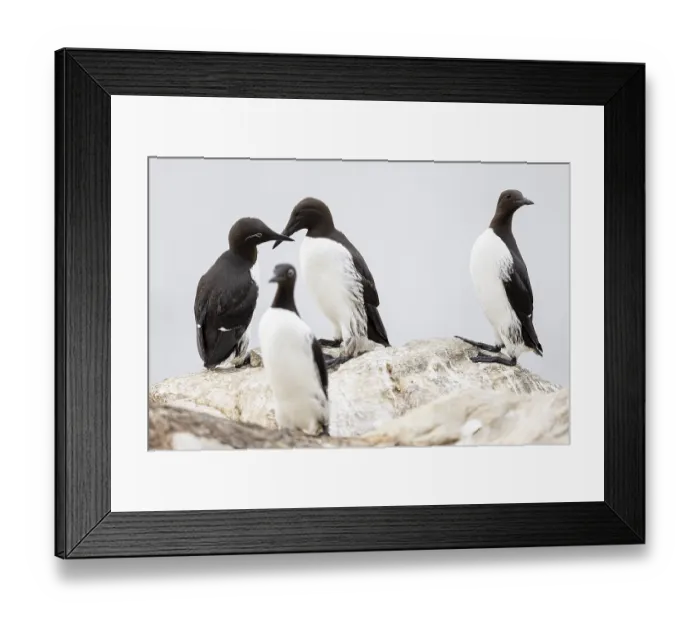 Framed Print : Common guillemot (Uria aalge), small group of adult birds on rock