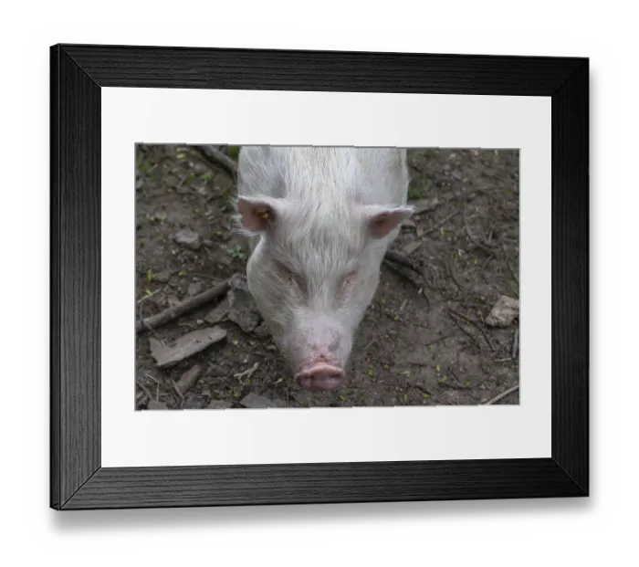 Framed Print : Goettingen minipig (Sus scrofa domesticus)