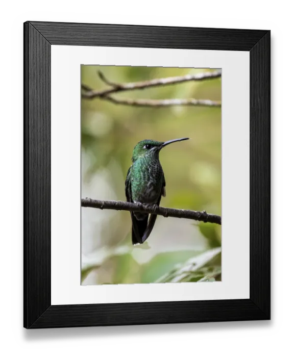Framed Print : Green-crowned brilliant (Heliodoxa jacula) sitting on a branch