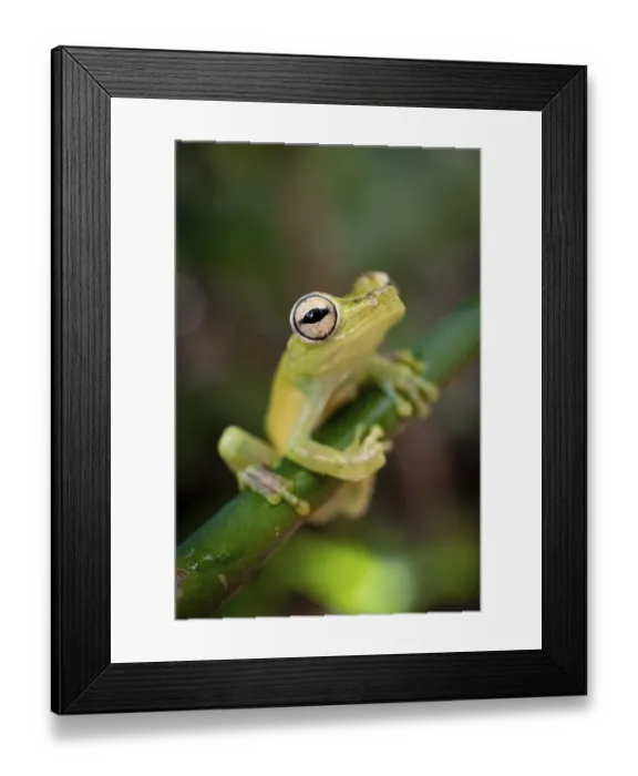 Framed Print : Glass frog (Centrolenidae) sitting on a stem