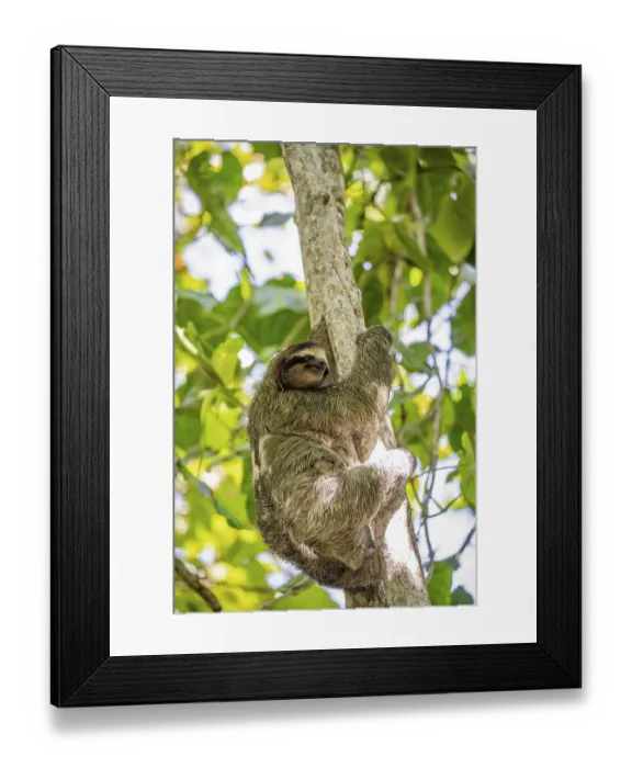 Framed Print : Brown-throated sloth (Bradypus variegatus) in a tree Framed Print : Brown-throated sloth (Bradypus variegatus) in a tree