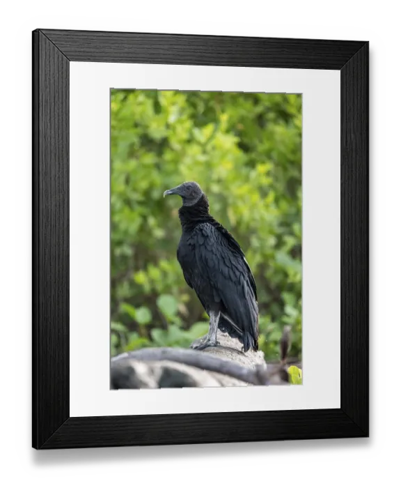 Framed Print : Raven vulture (Coragyps atratus)