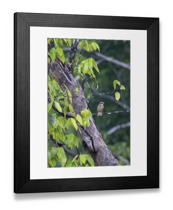 Framed Print : Sulphur-masked tyrant (Pitangus sulphuratus) sitting on a branch